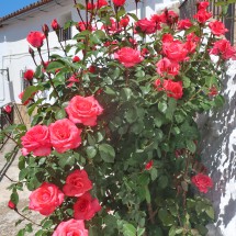 Rose of Jimera de Libar